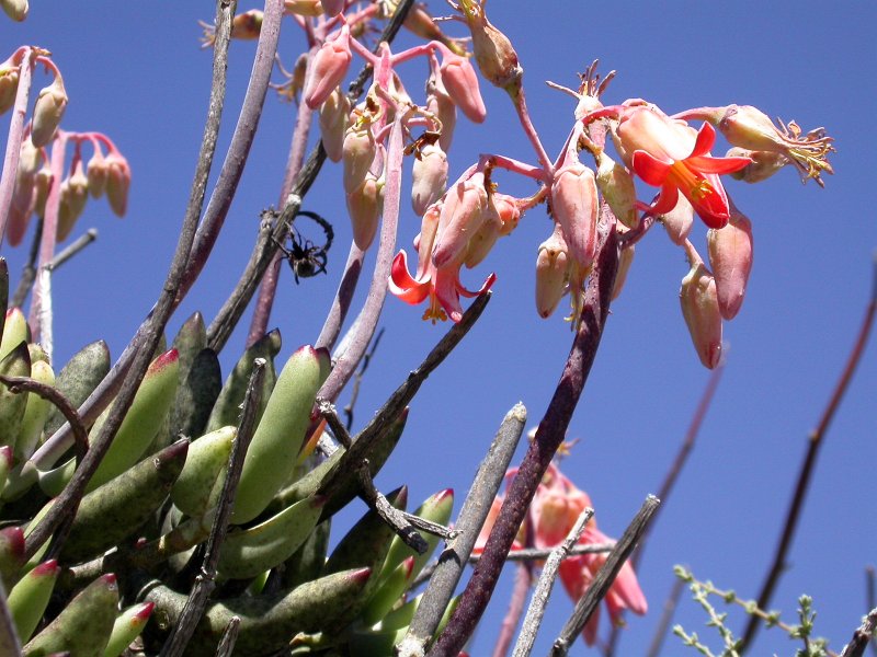 Cotyledon orbiculata