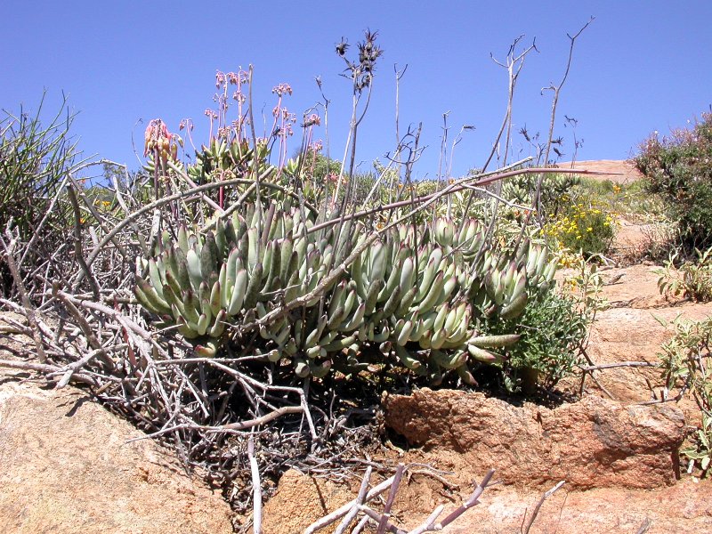 Cotyledon orbiculata