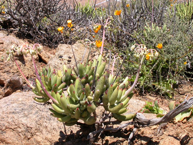 Cotyledon orbiculata