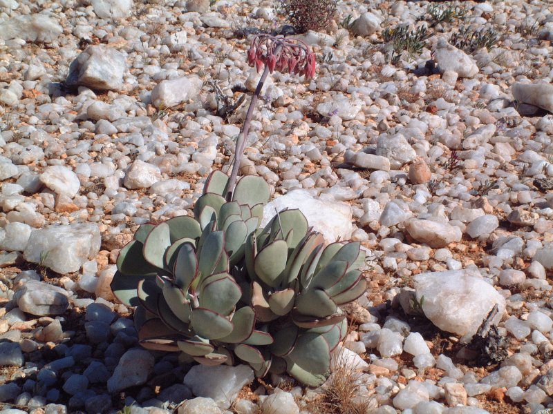 Cotyledon orbiculata