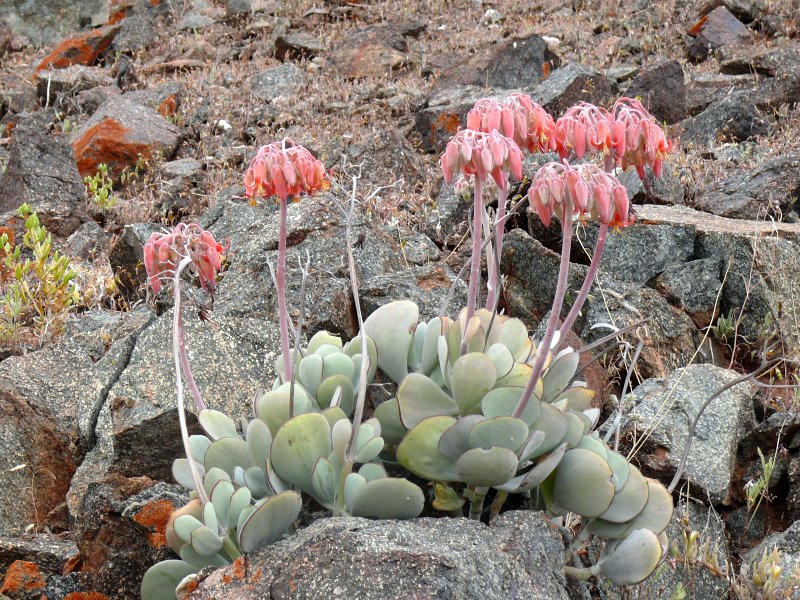 Cotyledon orbiculata