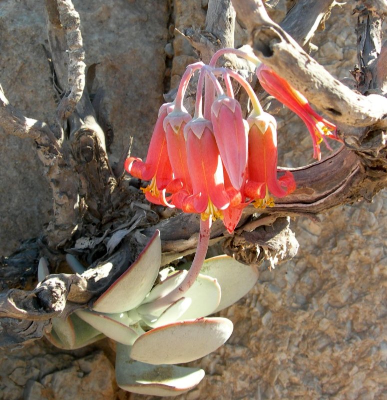 Cotyledon orbiculata