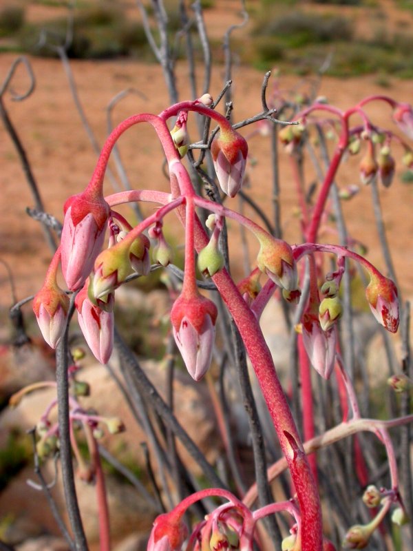 乳头银波锦 Cotyledon papillaris