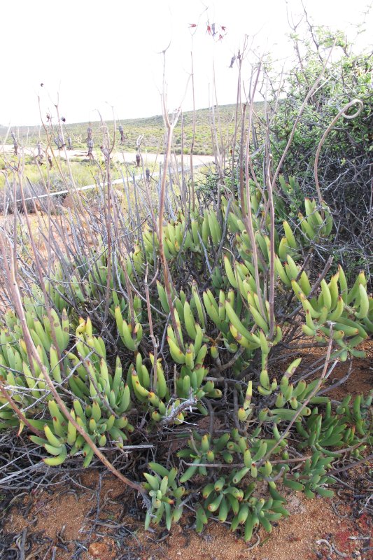 乳头银波锦 Cotyledon papillaris