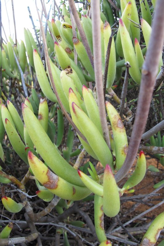 乳头银波锦 Cotyledon papillaris