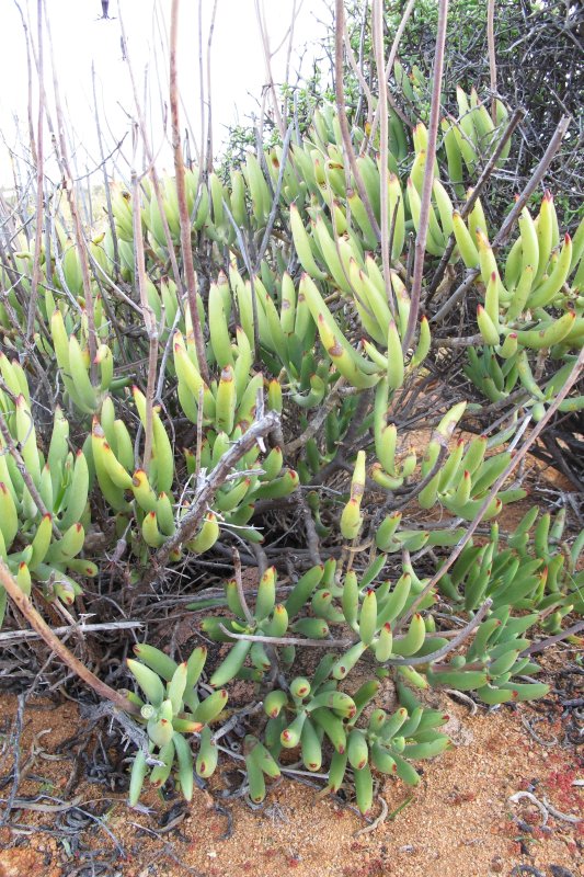 乳头银波锦 Cotyledon papillaris