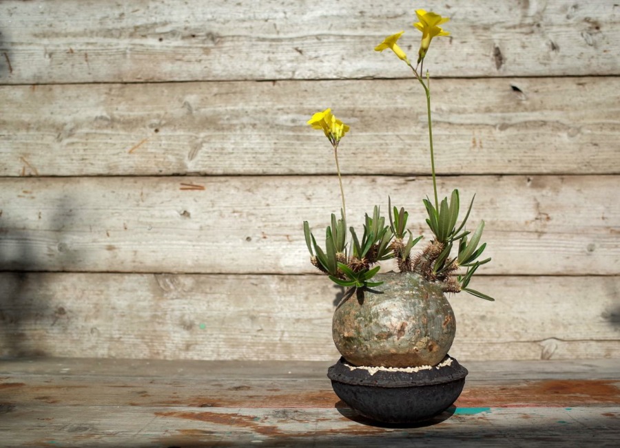 莲座棒锤树 Pachypodium rosulatum