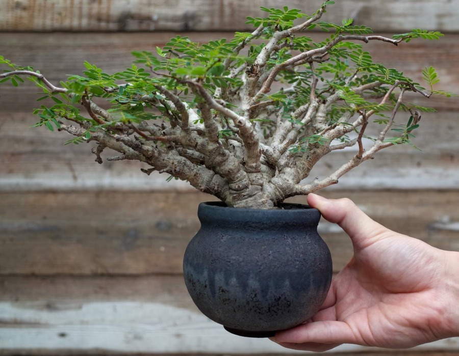 Senna meridionalis  沙漠苏木