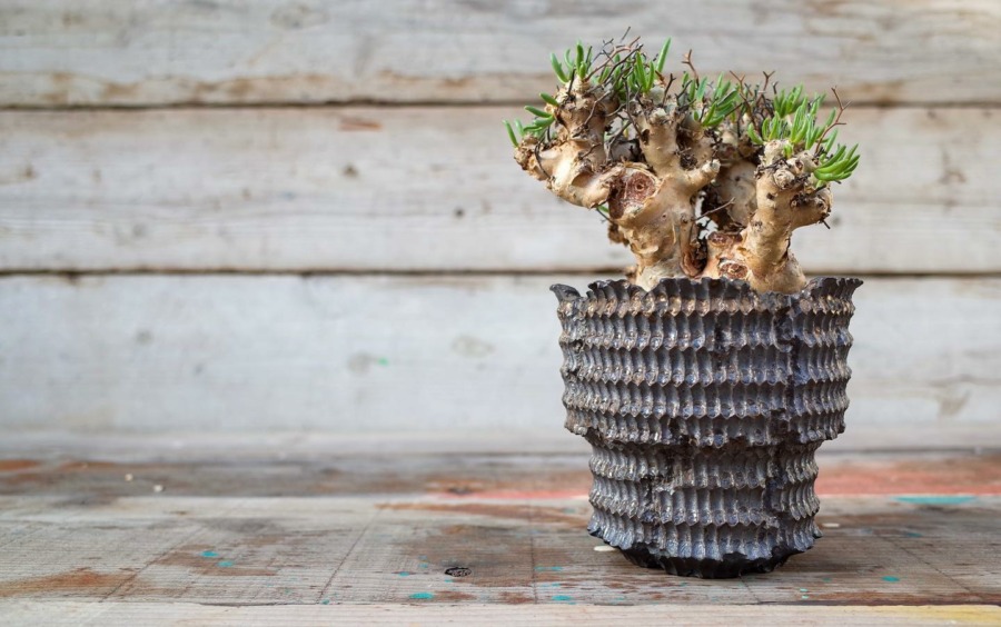 Tylecodon reticulatus  万物想