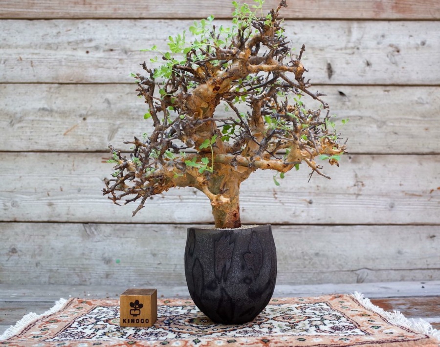 Commiphora stocksiana 巴基斯坦绿宝石橄榄
