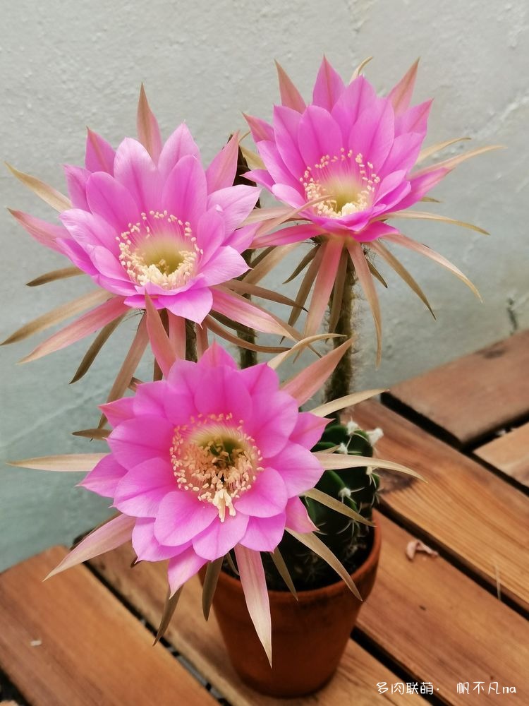短毛丸