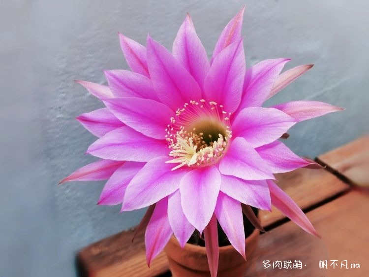 短毛丸