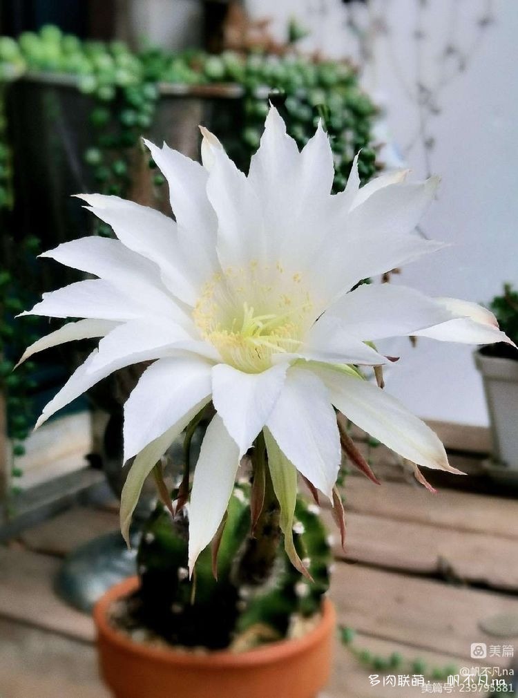 短毛丸