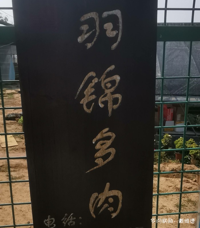 河南郑州多肉大棚秋日游