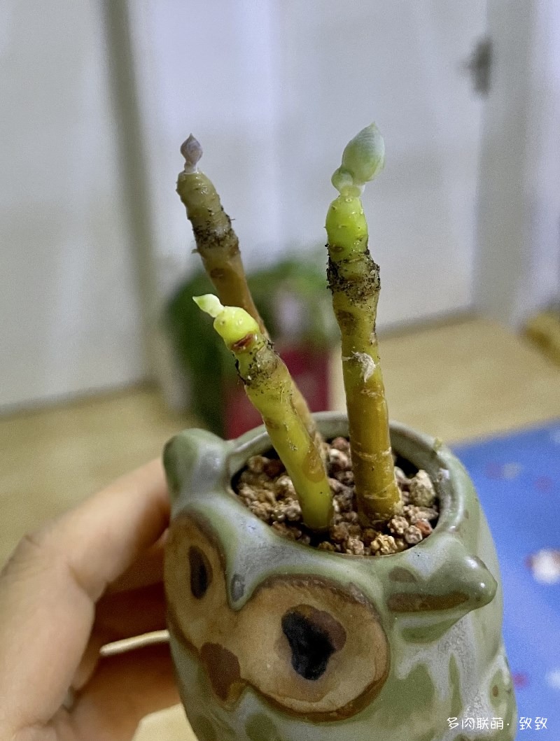 三日月美人