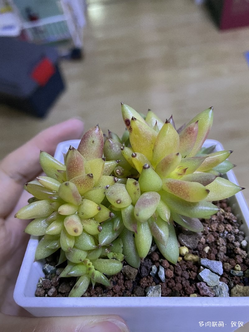 虎鲸