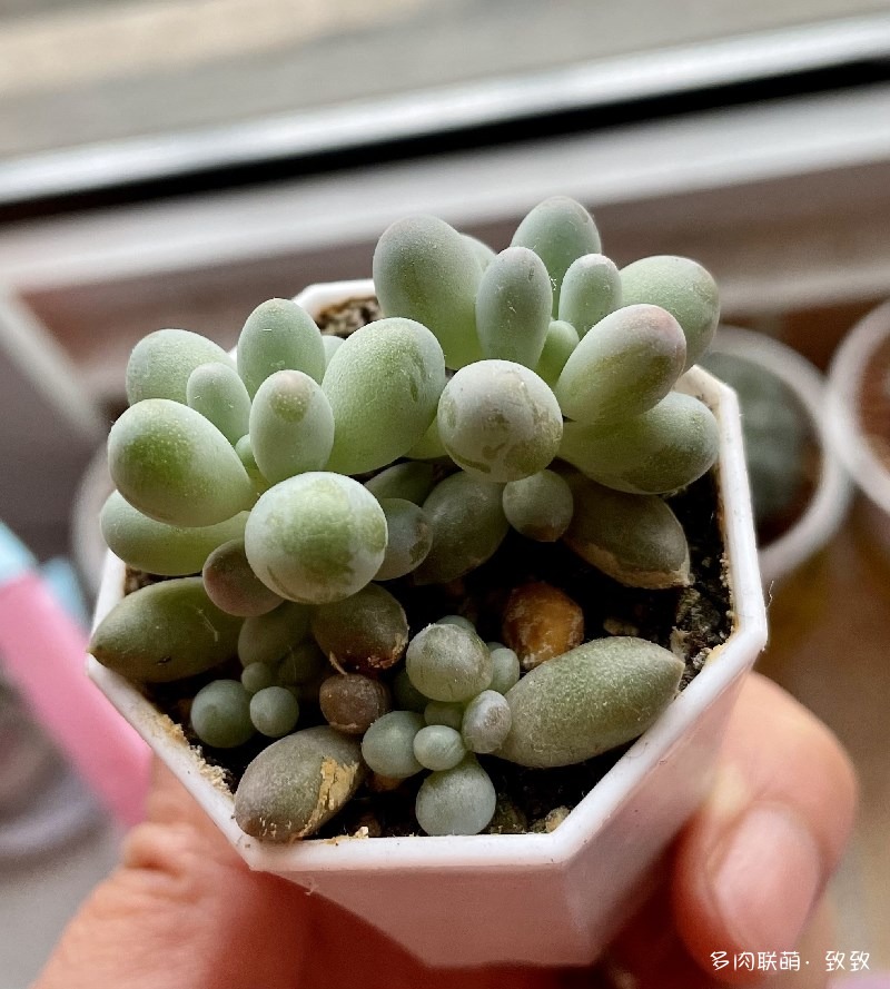 婴儿手指