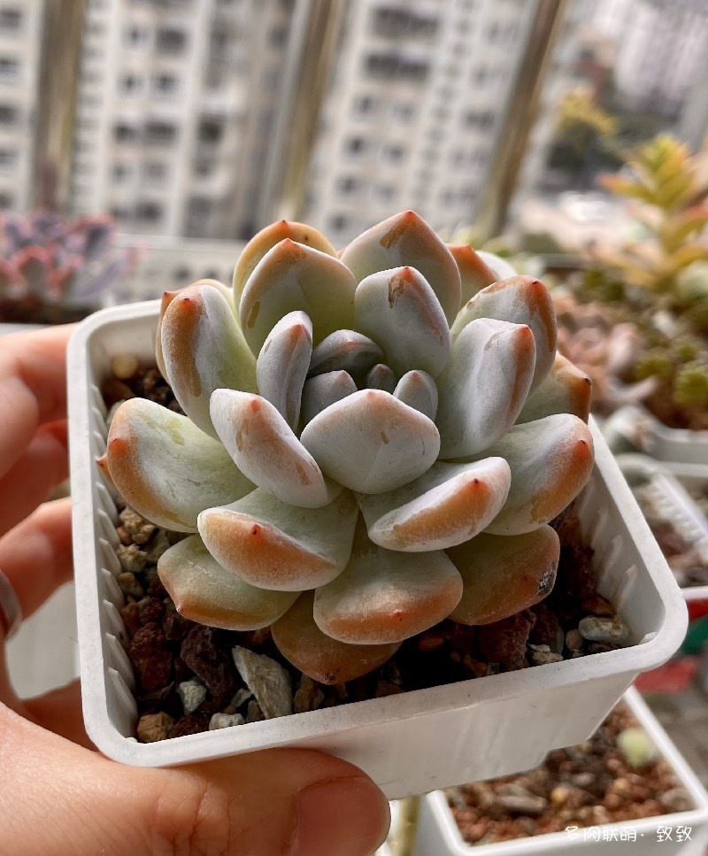 大橙子