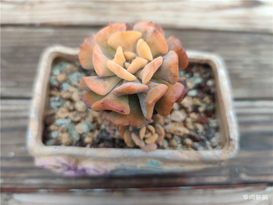 雪精灵成长记录