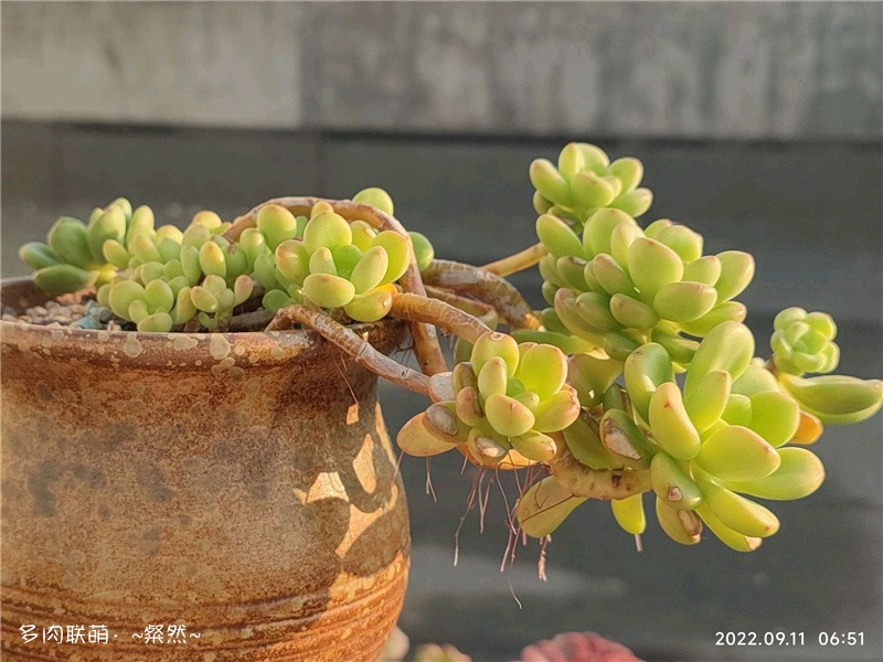 香格里拉 