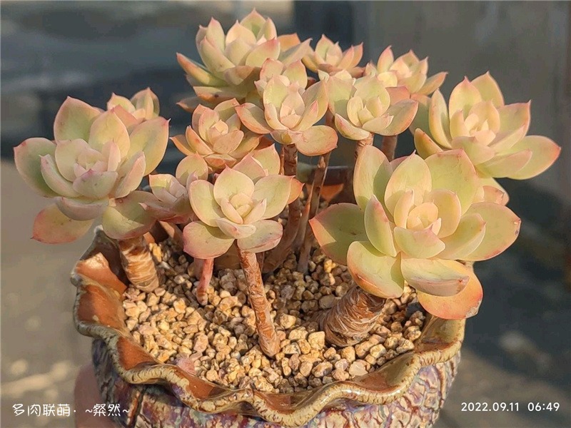 丝绸面纱