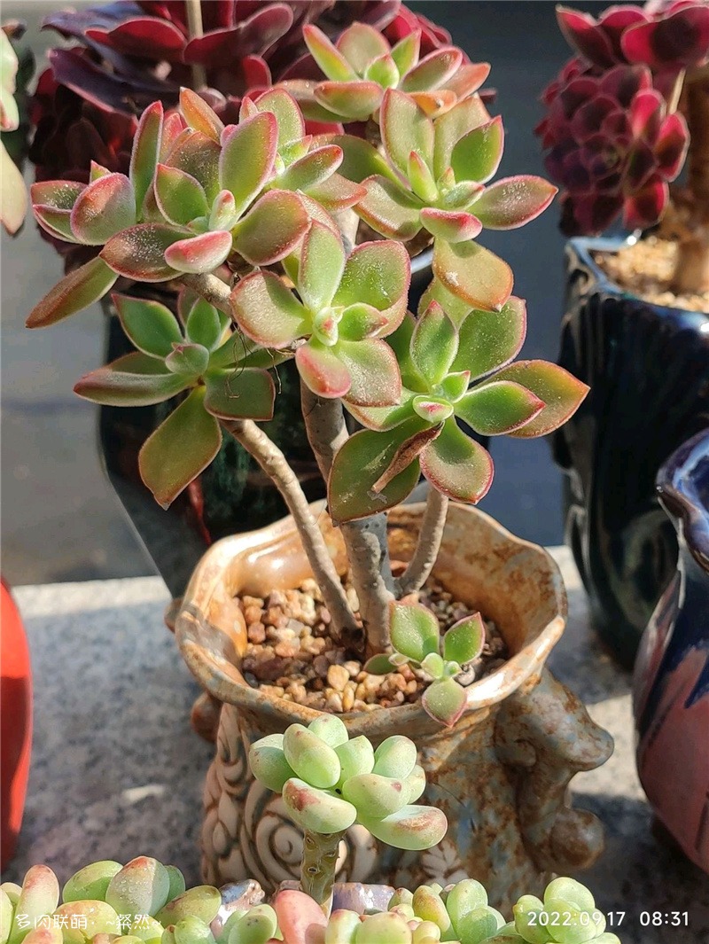 锦晃星