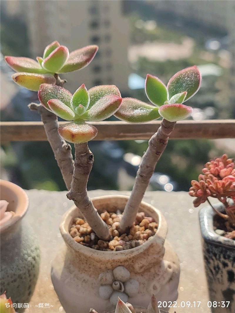 锦晃星