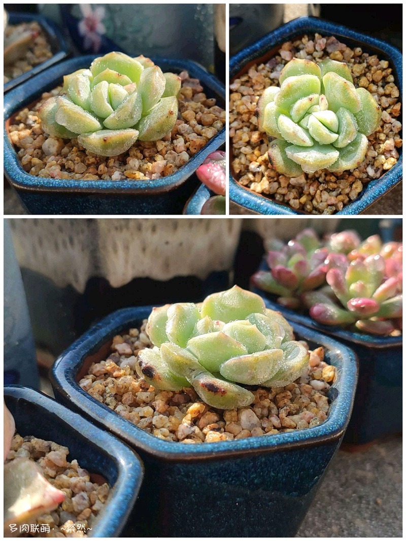 纯爱