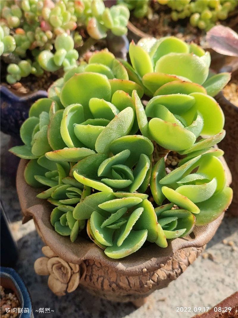 碧桃