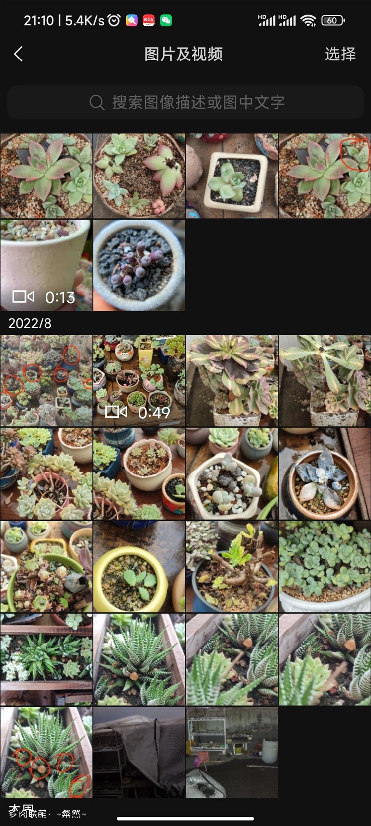 2022，被折腾的多肉