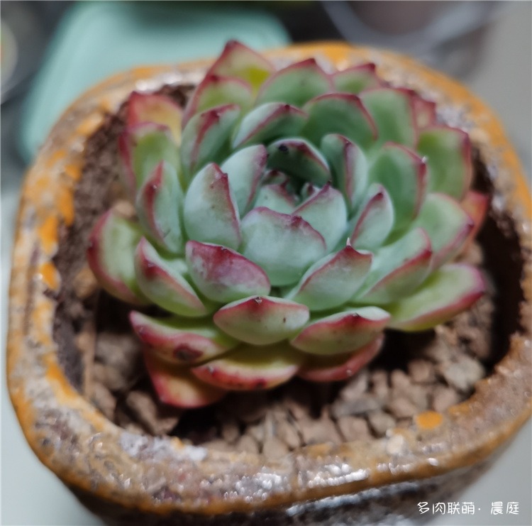 樱桃