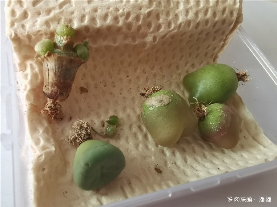 小红嘴和碧光环
