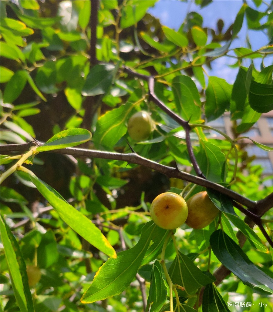 马牙枣