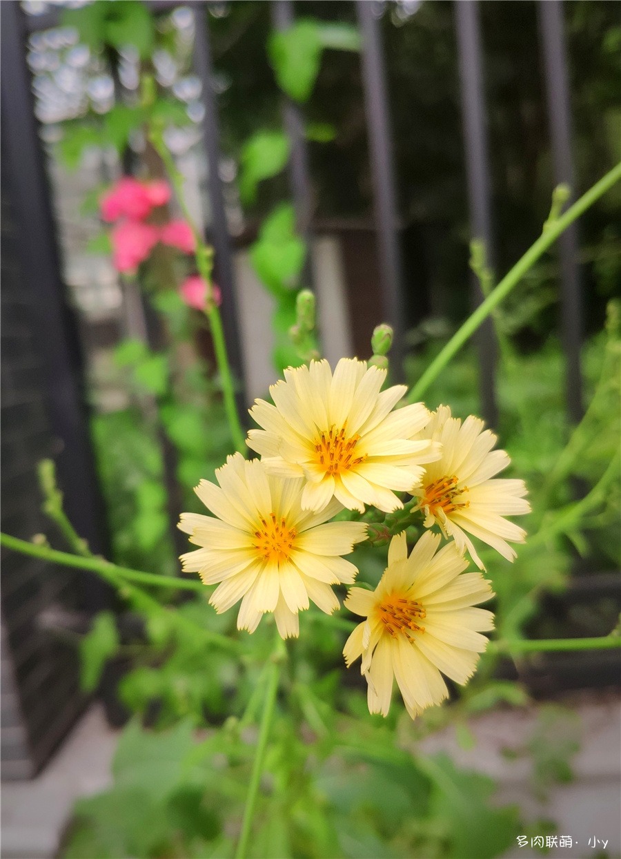 不知名的菊科植物