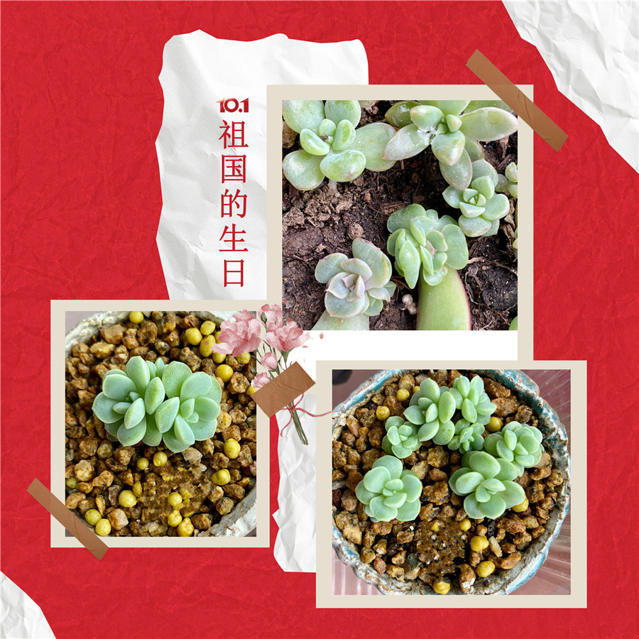 小冰玉