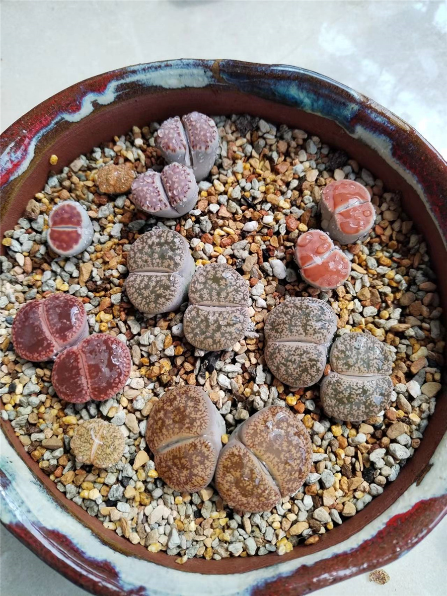 生石花