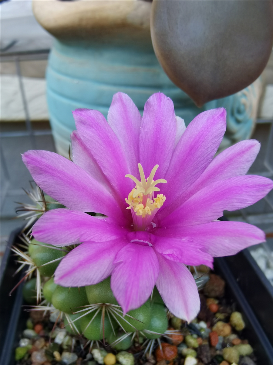 球花