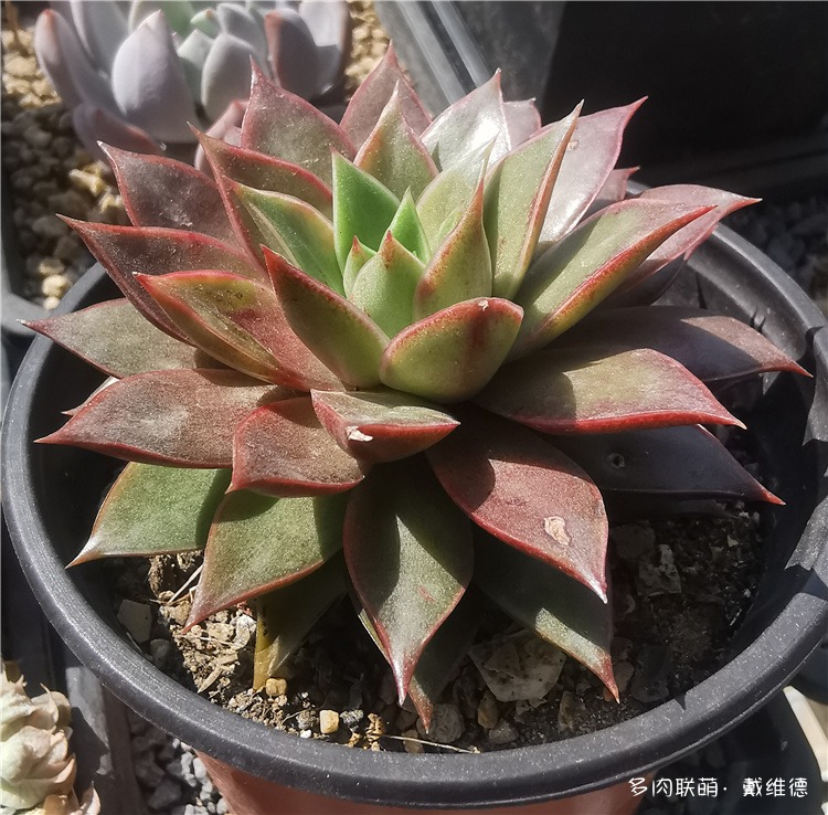 皮皮虾