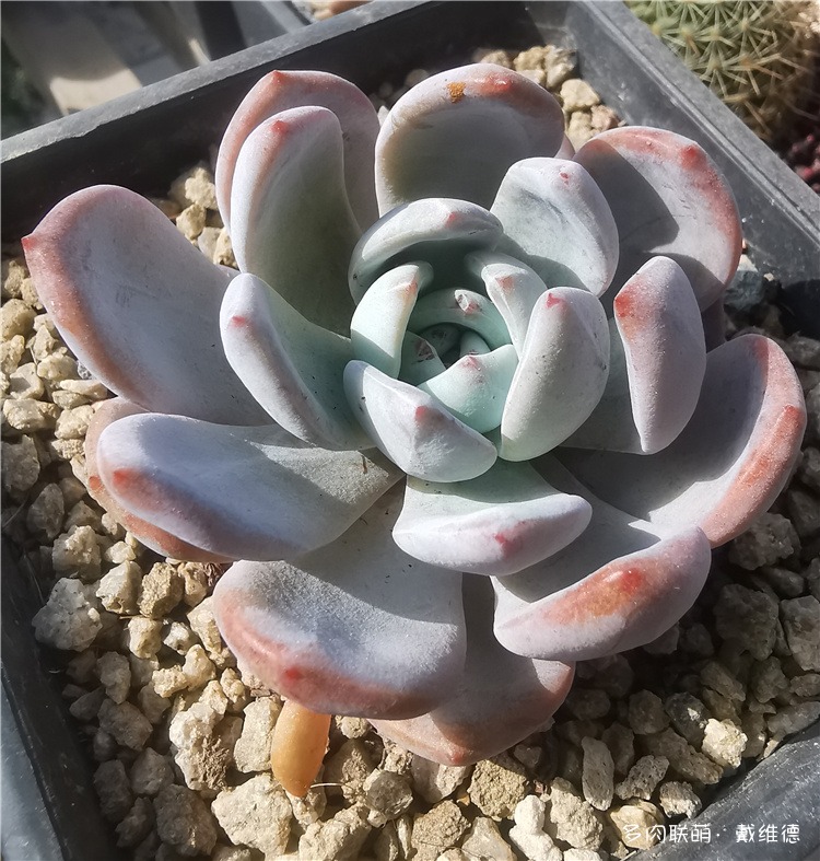 橙梦露