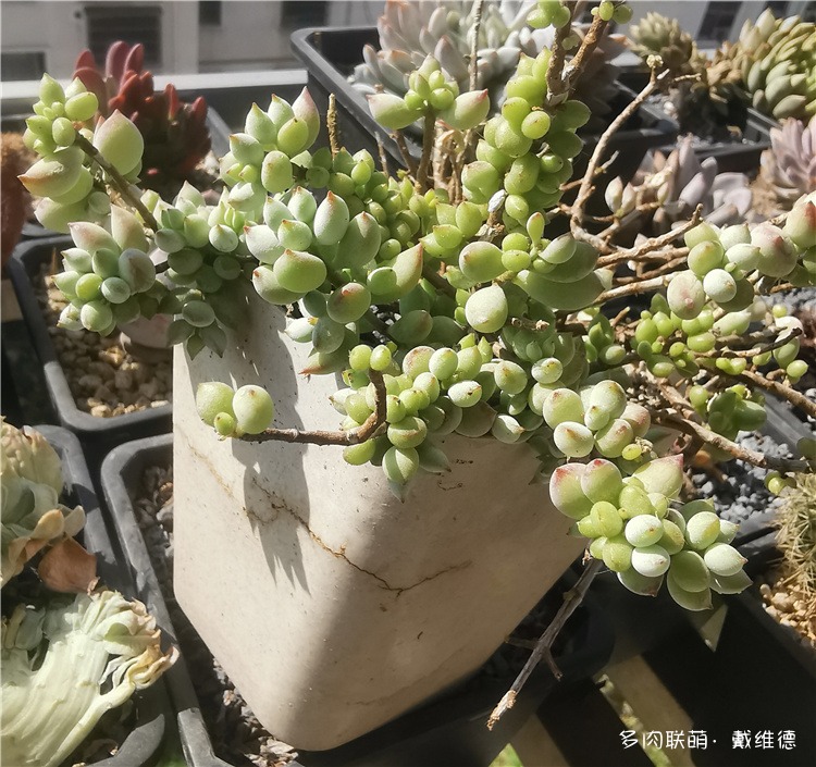 达摩福娘