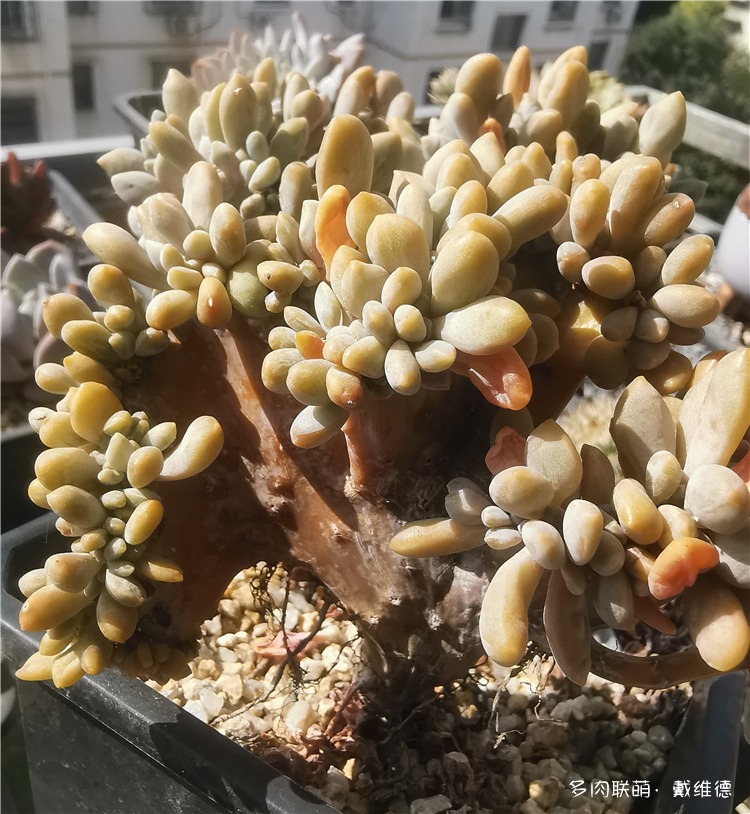 醉美人缀化