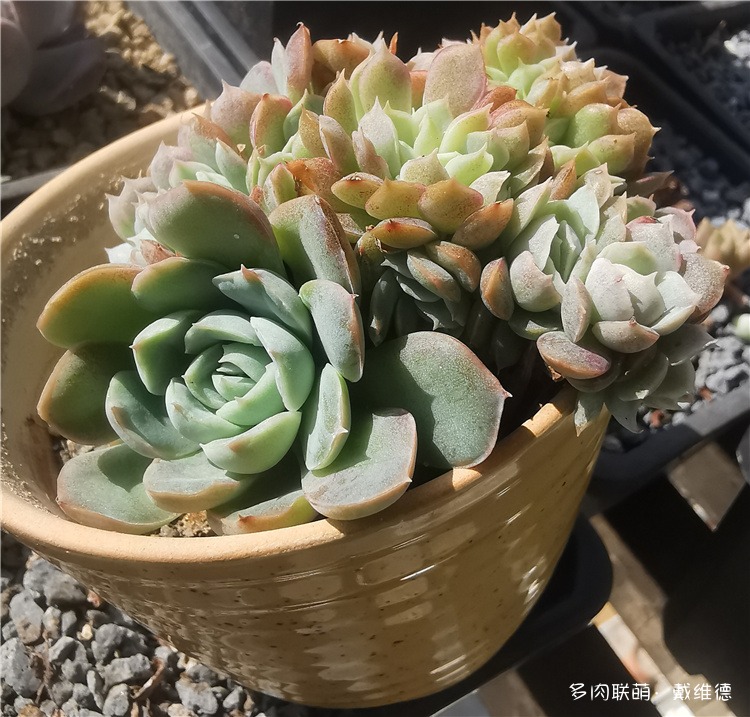 贝瑞缀化