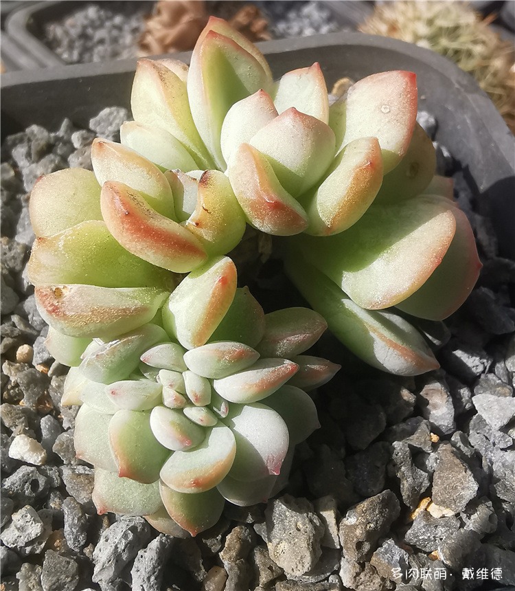 奶油泡芙缀化