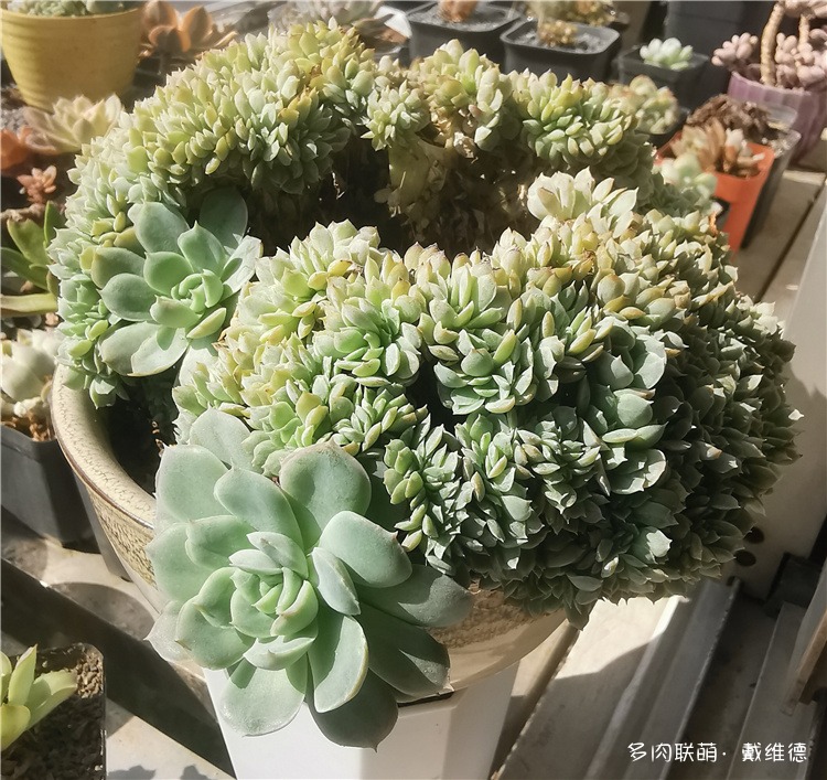 蓝石莲缀化