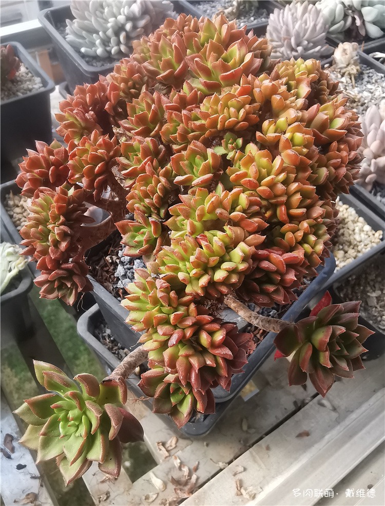 火焰蒂亚缀化
