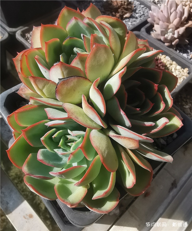 晨露