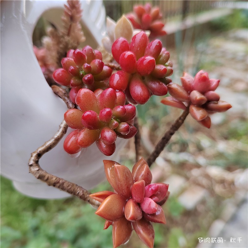 虹之玉，姬胧月
