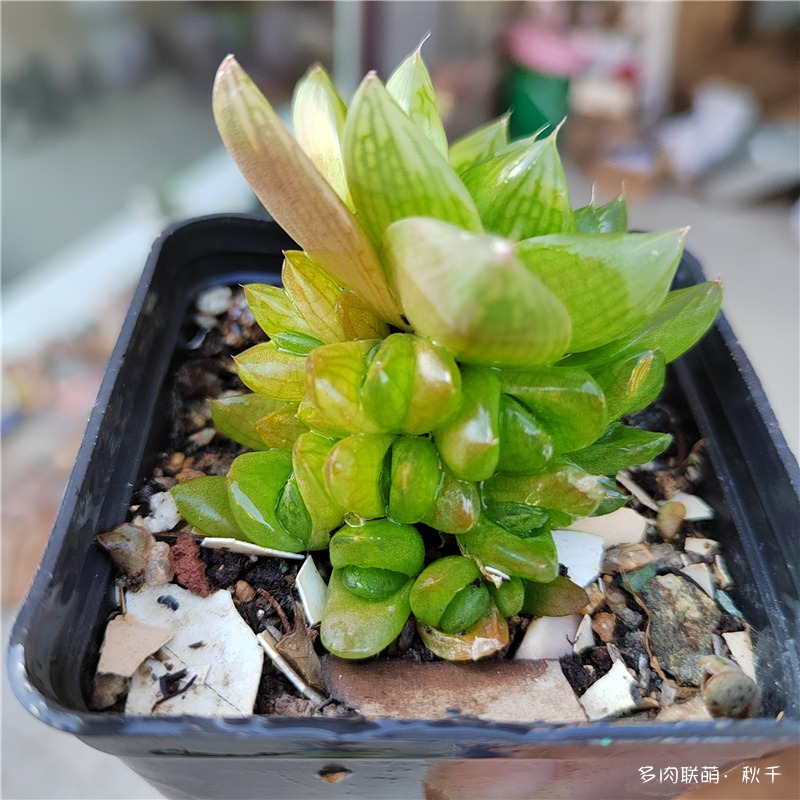 凝脂菊