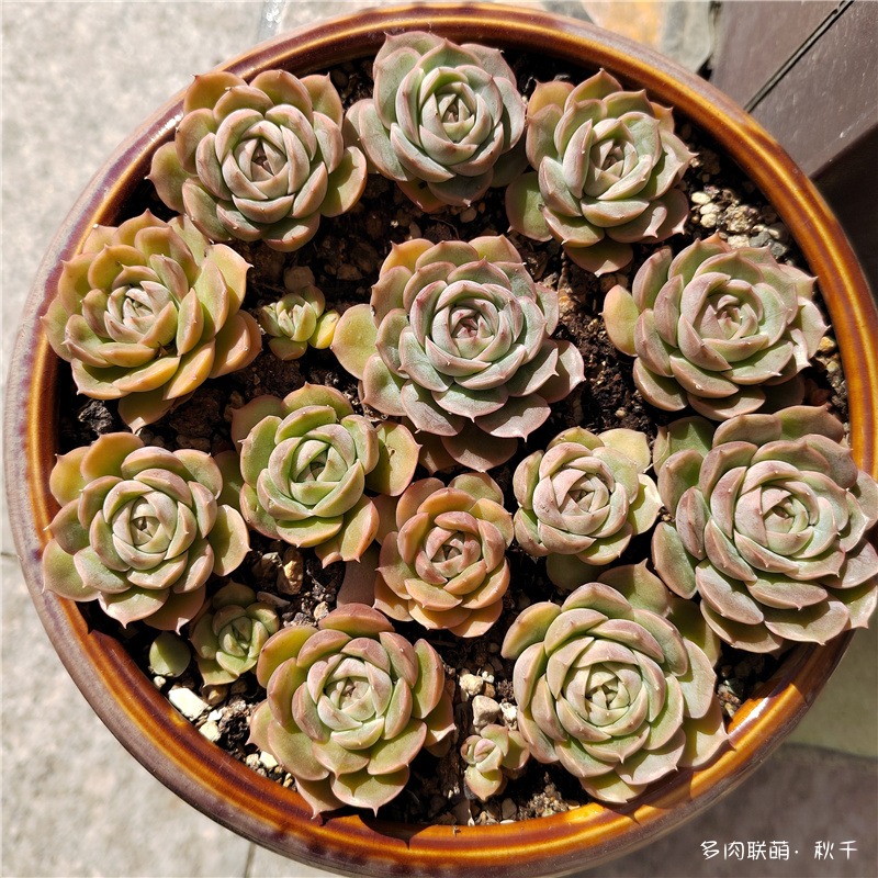 昂斯诺