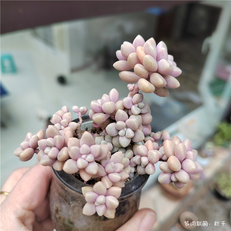 丸叶姬秋丽